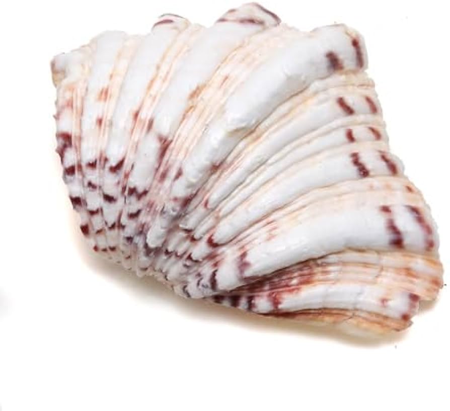 Amazon.co.jp: 【天然貝殻】シャコ貝 シャゴウガイ 約11.5cm : ホーム Amazon.co.jp: 【天然貝殻】シャコ貝 シャゴウガイ 約11.5cm : ホーム